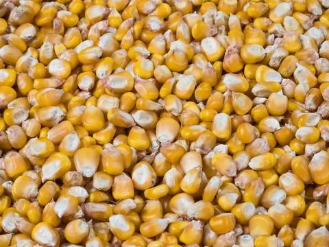 Harvested corn kernels, close up Stock Photos
