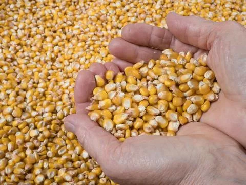 Harvested corn kernels, a handful of kernels in farmers palms, close up Stock Photos