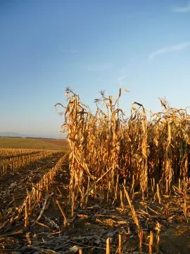 Harvested corn Stock-Fotos