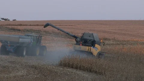 Harvested corn transferred to trailer as both move through corn field, 4K. Stock Footage 101615008