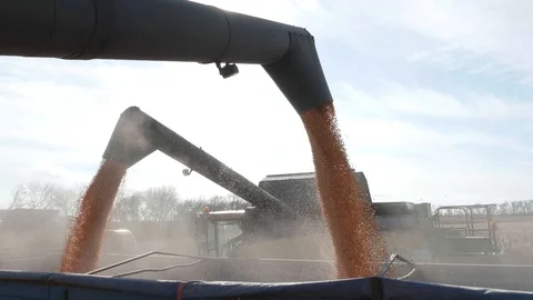 Harvested Corn unloaded falling from Combine into a truck Stock Footage 101395922
