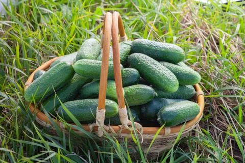 Harvested cucumbers Stock Photos