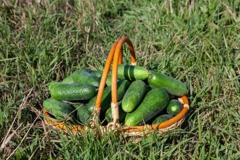 Harvested cucumbers Stock Photos