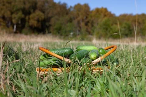 Harvested cucumbers Foto stock