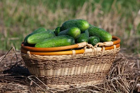 Harvested cucumbers Stock Photos