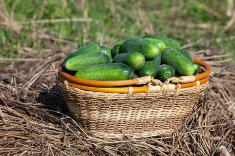 Harvested cucumbers Stock Photos