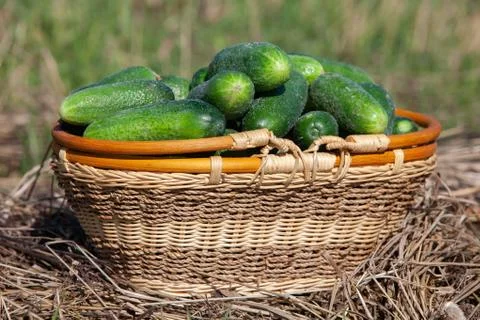 Harvested cucumbers Stock Photos