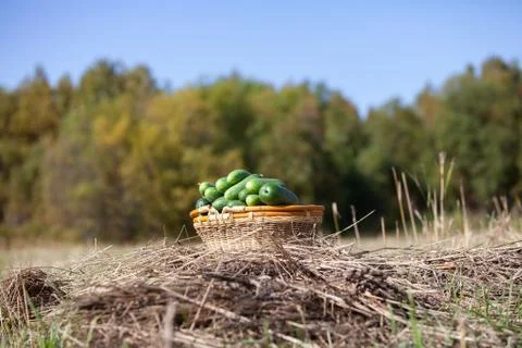 Harvested cucumbers Stock Photos