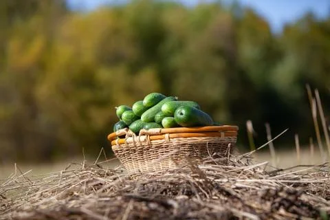 Harvested cucumbers Stock Photos