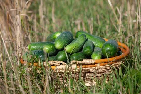 Harvested cucumbers Stock Photos