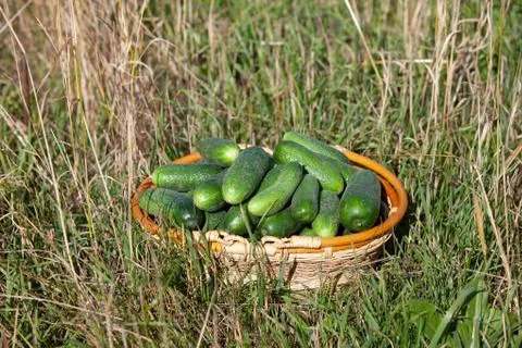 Harvested cucumbers Stock Photos
