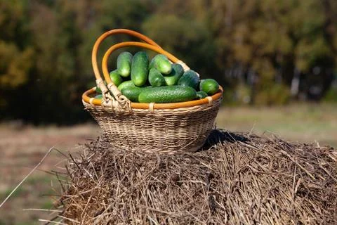 Harvested cucumbers Stock Photos