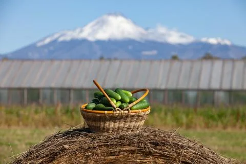 Harvested cucumbers Stock Photos