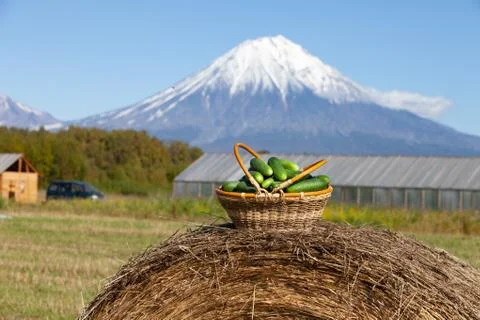 Harvested cucumbers Stock Photos