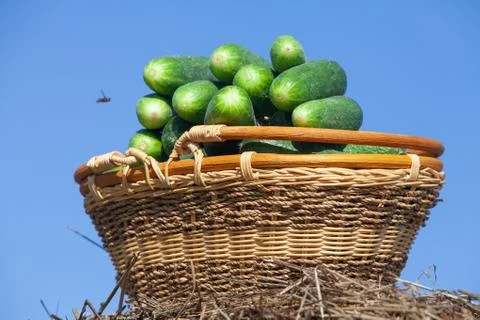 Harvested cucumbers Stock Photos