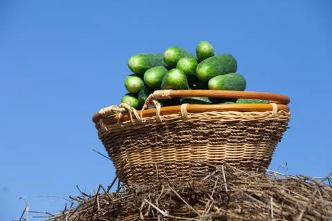 Harvested cucumbers Stock Photos