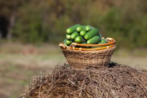 Harvested cucumbers Stock Photos
