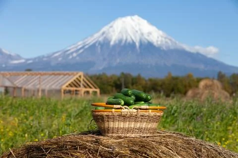 Harvested cucumbers Stock Photos