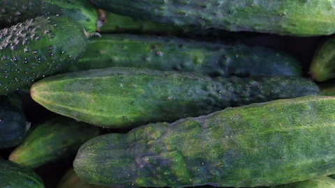 Harvested Cucumbers in Sunlight, Top View. Slider Shot. Macro. 스톡 동영상 289735969
