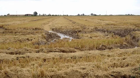 Harvested empty paddy field, with visible marks of tractor tires Stock Footage 103158264