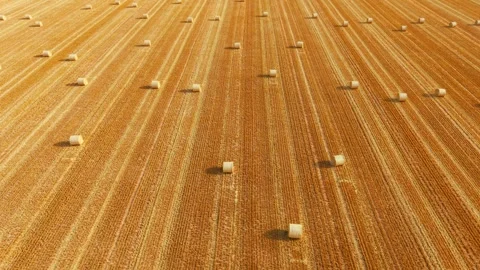 Harvested field aerial pattern with evenly spaced hay bales and parallel straw Stock Footage 342501621