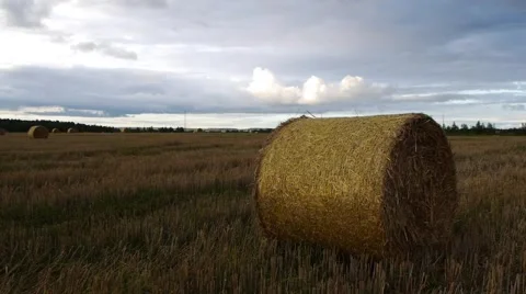 Harvested Field Stock Footage 54239813
