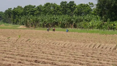Harvested Field Vídeo Stock 335210936