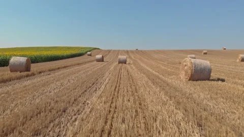 A harvested field of grain Stock Footage 171571955