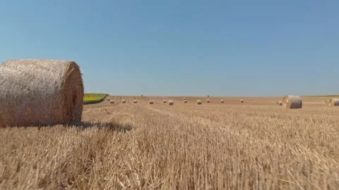 A harvested field of grain Stock Footage 171572015