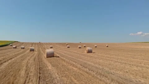 A harvested field of grain Stock Footage 171572029