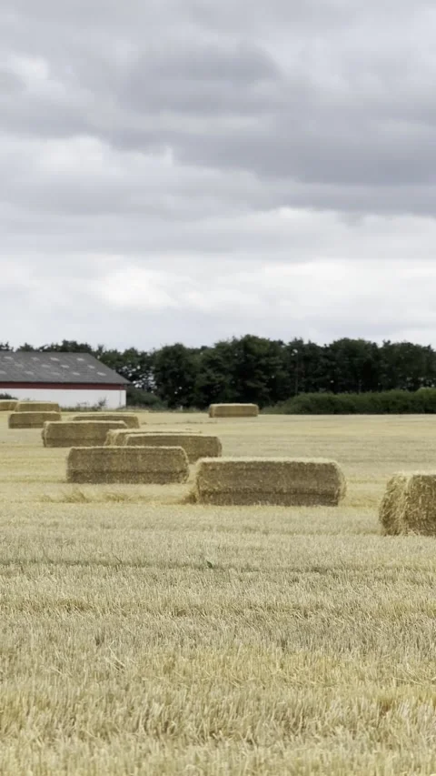 Harvested Field with Hay Bales 库存影片 340479260