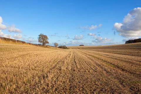 Harvested field patterns Foto stock