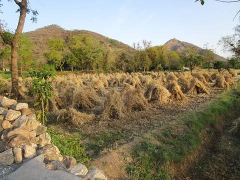 Harvested on the field Stock Photos