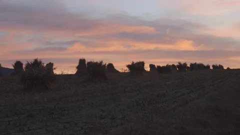 Harvested field at sunset Stock Footage 103817119