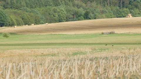 Harvested Fields with Hay Bales and Crows Видео 346641916