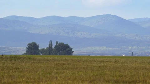 Harvested fields with passing birds landscape Stock Footage 138036151
