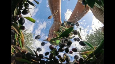 Harvested fresh olives falling into sacks in slow motion, Crete, Greece Stock Footage 293977009