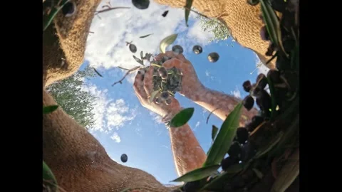 Harvested fresh olives falling into sacks in slow motion, Crete, Greece Stock Footage 294019278