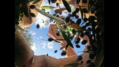 Harvested fresh olives falling into sacks in slow motion, Crete, Greece Stock Footage 294019745