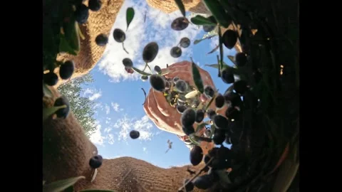 Harvested fresh olives falling into sacks in slow motion, Crete, Greece Stock Footage 294019760