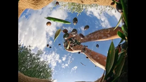 Harvested fresh olives falling into sacks in slow motion, Crete, Greece Stock Footage 294019903