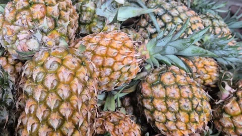 Harvested Fresh Pineapple Pile Texture Close Up Tropical Ripe Fruit Heap Shot Stock Footage 343292272