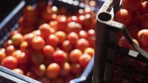 Harvested fresh red tomatoes in boxes. Stock Footage 221711210
