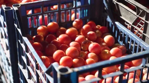 Harvested fresh red tomatoes in boxes. close-up Stock Footage 221711235