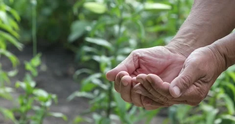 Harvested Grain Corn Stock Footage 158307237