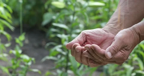 Harvested Grain Corn Stock Footage 158307246