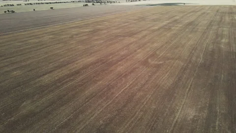 Harvested Grain Field Stock Footage 260679268