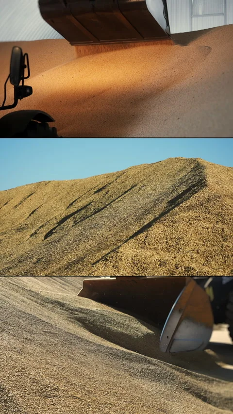 Harvested Grain Unloading Into Large Pile at Agricultural Storage. Stock Footage 345781786