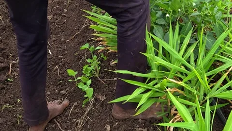 Harvested Green Chilli Collection in Stainless Steel Pail - An Indian farmer pla Stock Footage 344857828