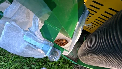 Harvested Hazelnuts Being Collected in Large Bag Stock Footage 345502352